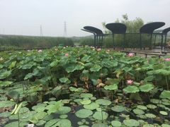 -永定河休闲森林公园