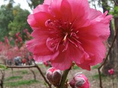 -桃花涧