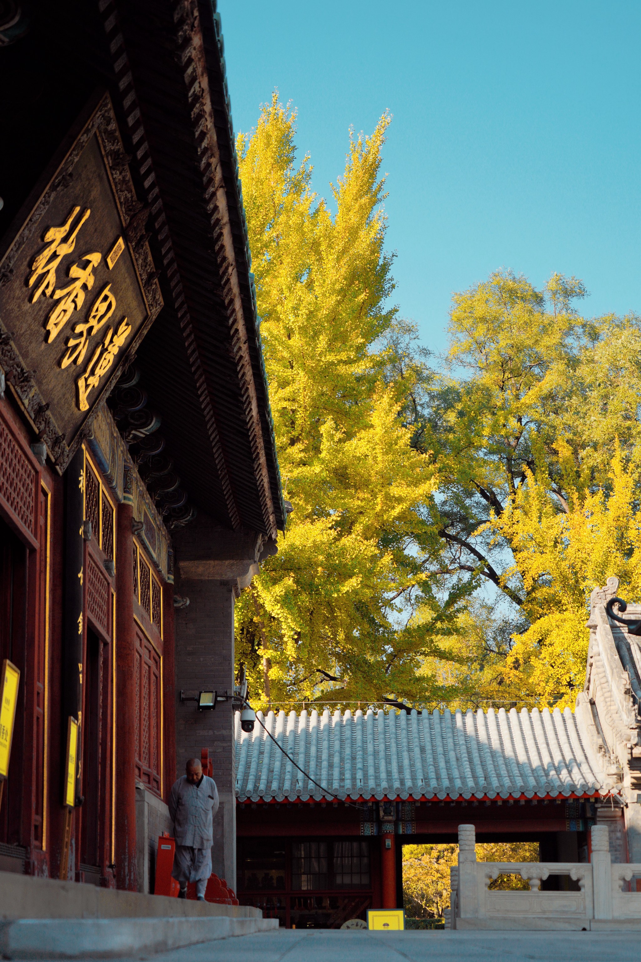 戒台寺银杏树图片