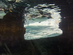 -成都浩海立方海洋公园