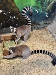 -Zoolung Zoolung动物主题公园(海信广场店)