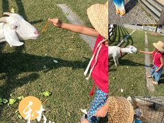 -前小桔亲子创意农场·草莓采摘·露营烧烤