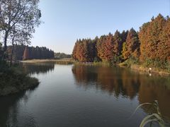 -溱湖国家湿地公园