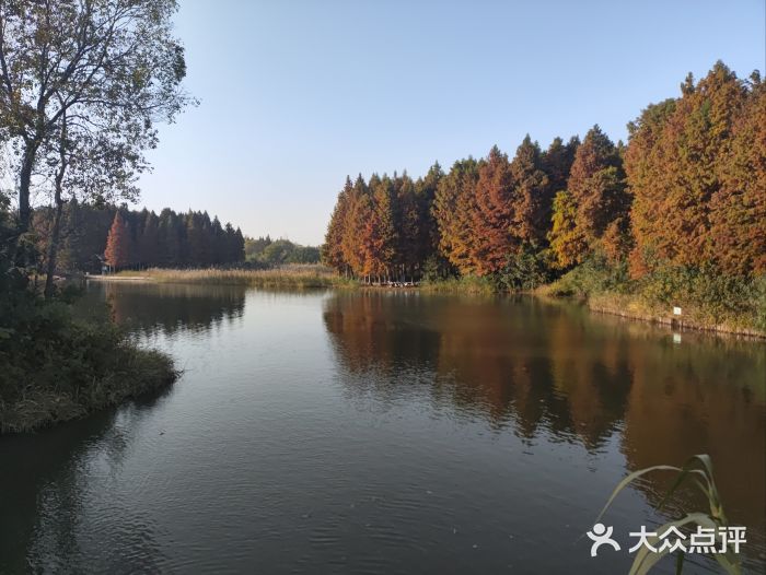 溱湖国家湿地公园图片