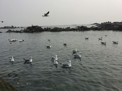 -海合安青岛极地海洋公园