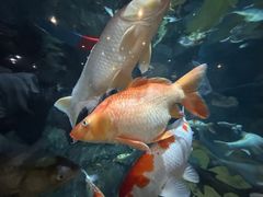 -上海海洋水族馆