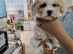 -翊宠yipet猫狗购宠庄园犬舍•猫舍