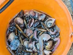 -红树林天天赶海