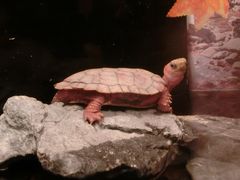 -上海海洋水族馆