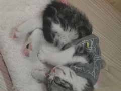 -屋虎猫馆(宝安大仟里店)