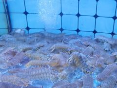 -日照大牌檔•小船海鲜(万平口店)