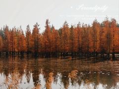 -白鹭湾湿地公园