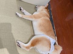 -逗柴咖啡屋·狗咖猫咖宠物桌游
