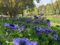 -上海鲜花港