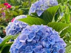 -深圳国际园林花卉博览园