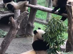 景点-重庆动物园