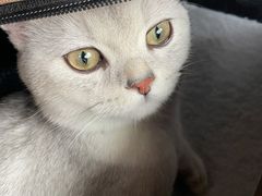 -纳吉亚猫专科动物诊疗中心(蒋宅口分院)