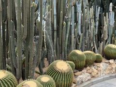 -深圳仙湖植物园