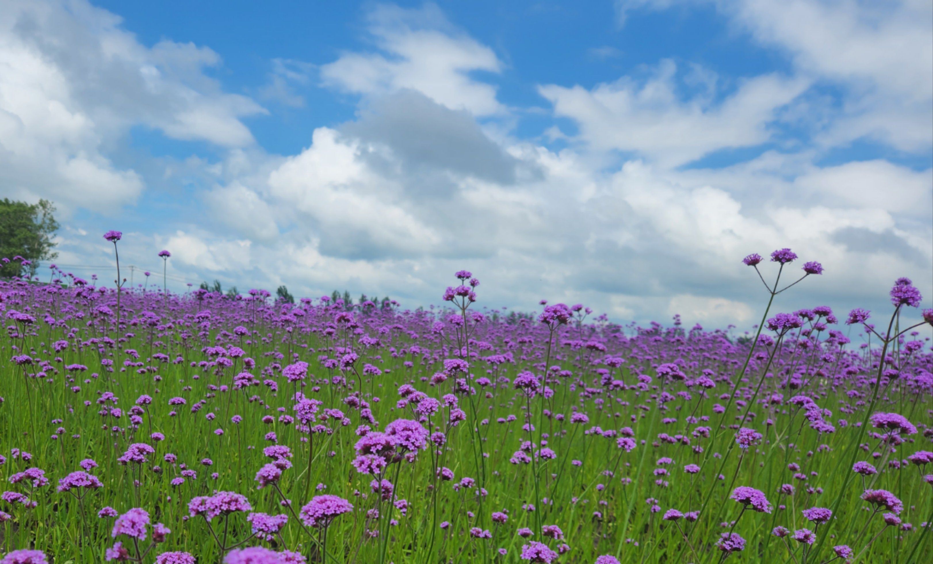 漫步田野,花海相伴