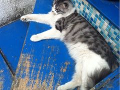 最喜歡這只〜貓〜-Sirena海妖日咖夜酒