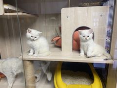 -聚鑫朋酸菜肥肠(文艺路口店)