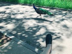 -北京麋鹿生态实验中心