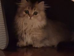 -momokira米努特·德文卷毛猫·棉花面纱犬