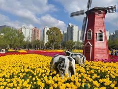 -大宁郁金香公园-停车场