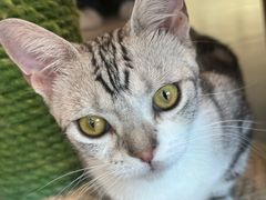 -飞行喵MR PILOT|猫舍·猫咖(静安大融城店)