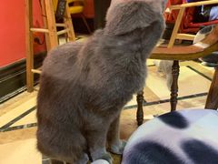 -猫色咖啡·猫咖