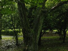 -上海共青森林公园