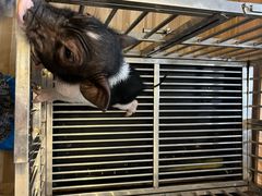 -喵小馆·猫咖狗咖猪咖·饮品店