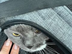 -宠爱国际动物医院·消化内科·心肾内科·ISFM猫友好(望京店)