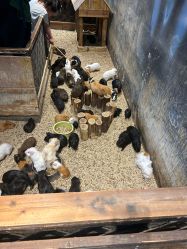 -酷嗒动物文化乐园(cutezoo西溪乐天城店)