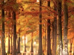 -白鹭湾湿地公园