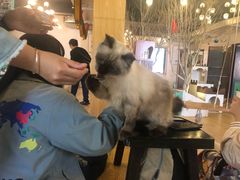 -萌喵咖啡屋(人民东路4号口M16商铺店)
