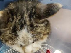 -佳怡动物医院·平价24小时·猫专科骨外科