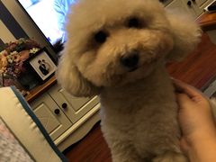 -萌萌喵宠物(百水芊城阅水坊店)