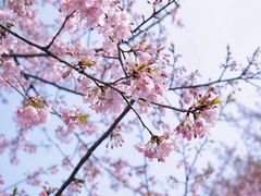 -上海辰山植物园