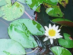 -泗洪洪泽湖湿地景区