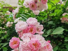 -无锡师范学校附属小学(学前街校区)