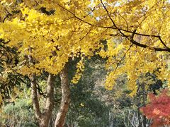 包子铺门口的银杏-湖南烈士公园(芙蓉区)