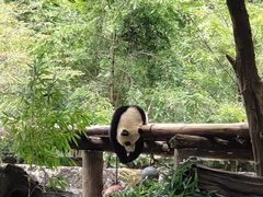 -都江堰中华大熊猫苑