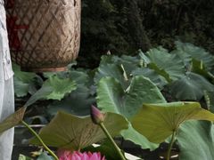 -摇橹船上船码头