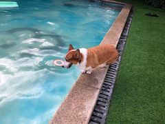 -汪说喵讲宠物乐园宠物酒店(红星美凯龙店)