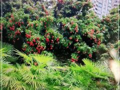 -荔枝公园(福田区)