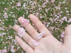 -嘉定紫藤园