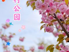 -顾村公园