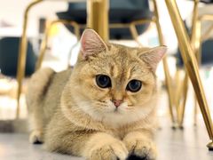 -飞行喵MR PILOT|猫舍·猫咖(静安大融城店)