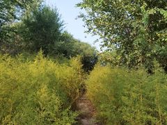 -永定河休闲森林公园